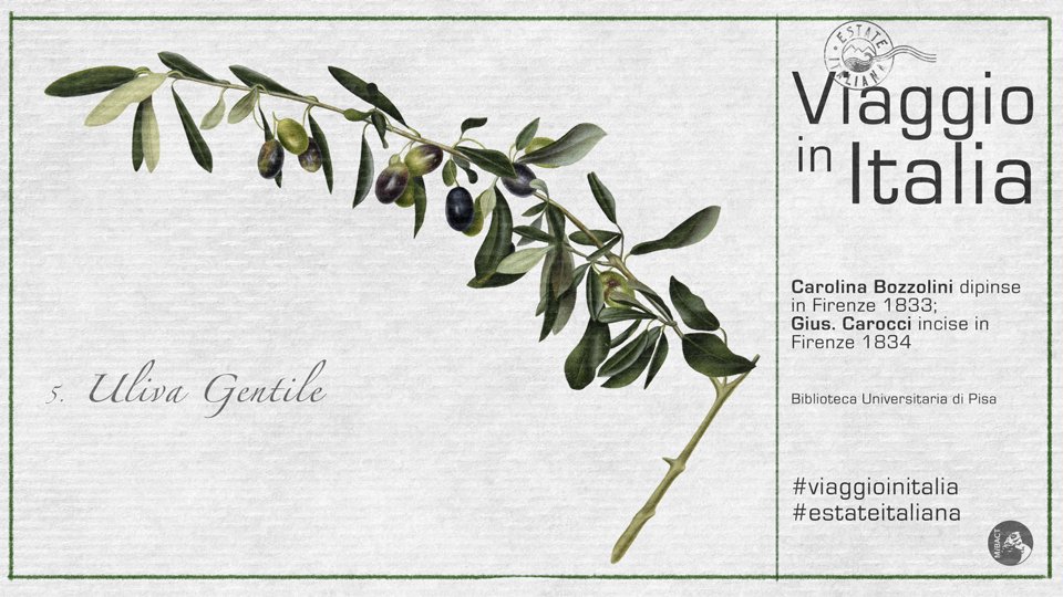 Concetta Lapomarda tweet media