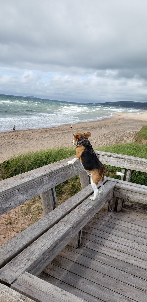 hmac11's tweet photo. Not hard to practice physical distancing today! #blowingagale #dogonduty #angryocean https://t.co/nXTe8aDoZ5