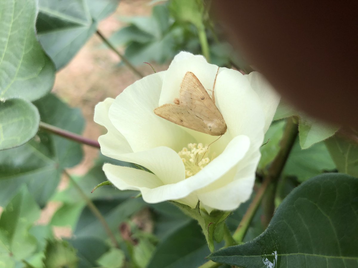 We got worms at Tillar, AR in our cotton plots. Little ones, big ones and more on the way!