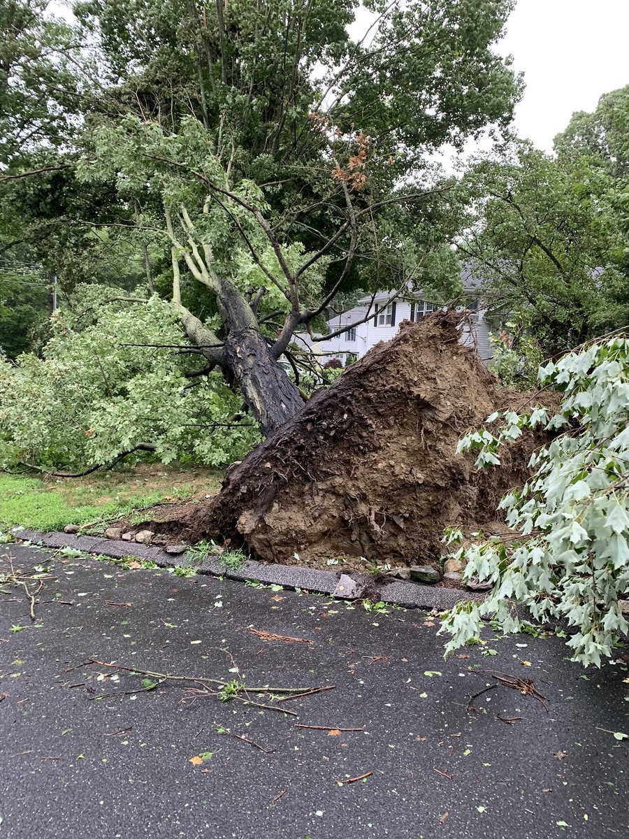 NWomack3's tweet photo. 3 trees down on our street in Stamford. One per house for 3 houses straight! Luckily people and houses are all okay. @News12CT #TropicalStormIsaias #stamfordct https://t.co/ITSOpc4N6W