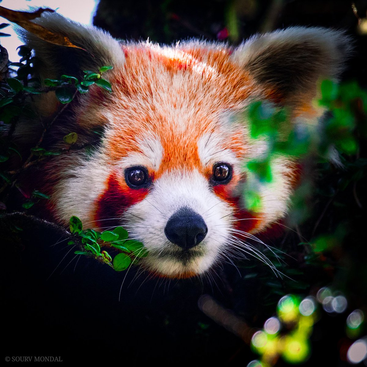 portrait of a Red Panda from the Eastern Himalayas

#redpanda #RedPanda #savetheredpanda #redpandanetwork #firefox #ailurusfulgens #NaturePhotography #wildlifephotography #wildlife #IncredibleIndia #WildlifeConservation #wildlifeart