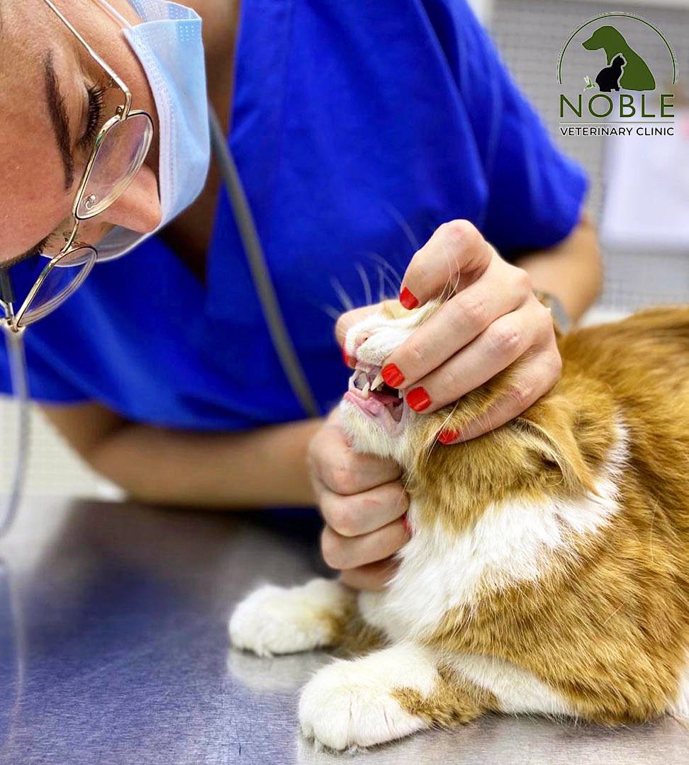 🐾Cat Dental Care is crucial to your cat because it not only keeps their breath fresh but also prevents them from developing painful diseases as Gingivitis, inflammation, and losing their teeth.  Don’t forget to book a dental appointment with our Noble Vets🐾
#UAEPets #UAEPetShop