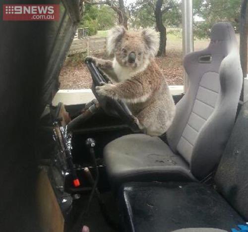 A lot critics have said, “how could it have done the taxi murder?” Well, a little known fact is Koala’s can drive cars. Evidence below