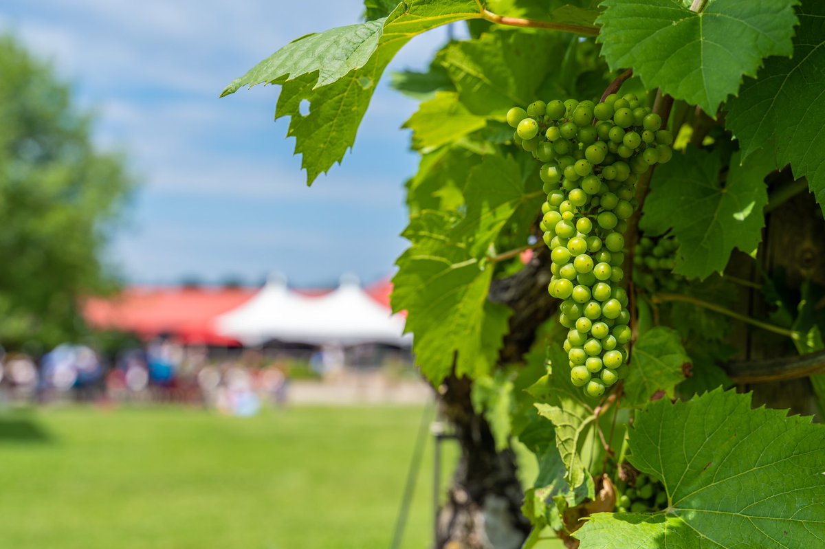 JostVineyards's tweet image. Our vineyard is in full bloom at the moment &amp;amp; will continue to get even more beautiful over the next few months! Next time you visit us feel free to take a nice walk between the vines &amp;amp; see how many different varietals of our gorgeous grapes you can find.

#JostVineyards #visitns