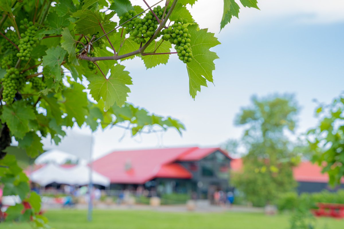 JostVineyards's tweet image. Our vineyard is in full bloom at the moment &amp;amp; will continue to get even more beautiful over the next few months! Next time you visit us feel free to take a nice walk between the vines &amp;amp; see how many different varietals of our gorgeous grapes you can find.

#JostVineyards #visitns