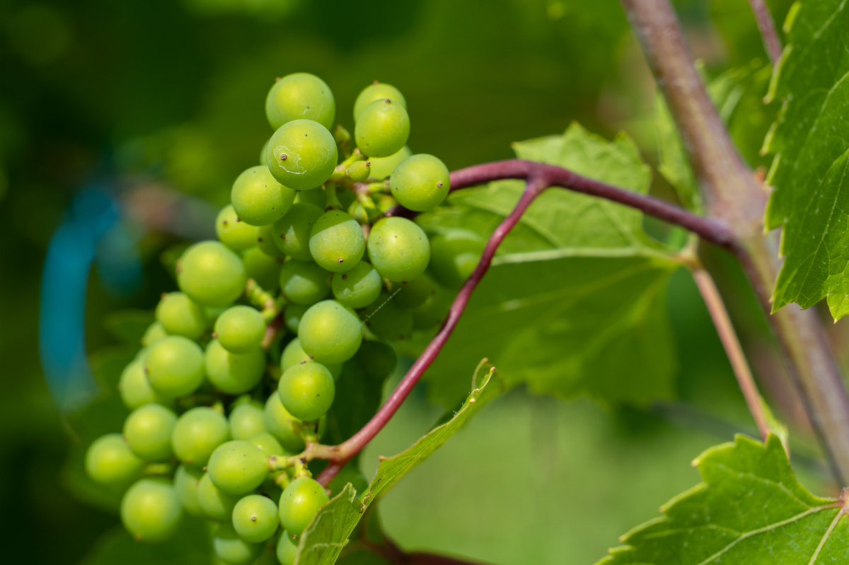 JostVineyards's tweet image. Our vineyard is in full bloom at the moment &amp;amp; will continue to get even more beautiful over the next few months! Next time you visit us feel free to take a nice walk between the vines &amp;amp; see how many different varietals of our gorgeous grapes you can find.

#JostVineyards #visitns