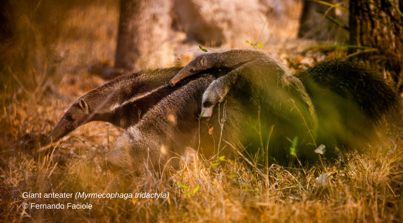 IUCNssc's tweet photo. A new paper on conservation perspectives for the #Xenarthra was written by the Chair and Red List Authority Coordinator of the @IUCNssc Anteater, Sloth and Armadillo Specialist Group.
https://t.co/Z678qGCtXA

@SaremMamiferos @SBMastozoologia @neotrop_mammals @SpeciesSavers https://t.co/3jY1ZEyuFr