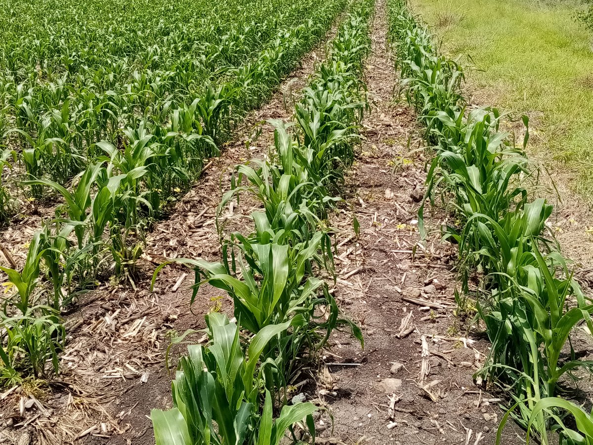 José Alfredo Estrada Alcala (JosAlfredoEstr7) Twitter