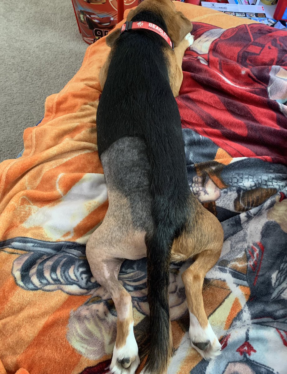 asher_laneybfp's tweet photo. I think I’m starting to get a 5 o’clock shadow on my butt. 🙈🤣🤣🤣 #beagle #beaglebutt #sploot #beaglefreedomproject #dogsoftwitter #rescuedog #cclsurgery https://t.co/m9E7bC7VMn