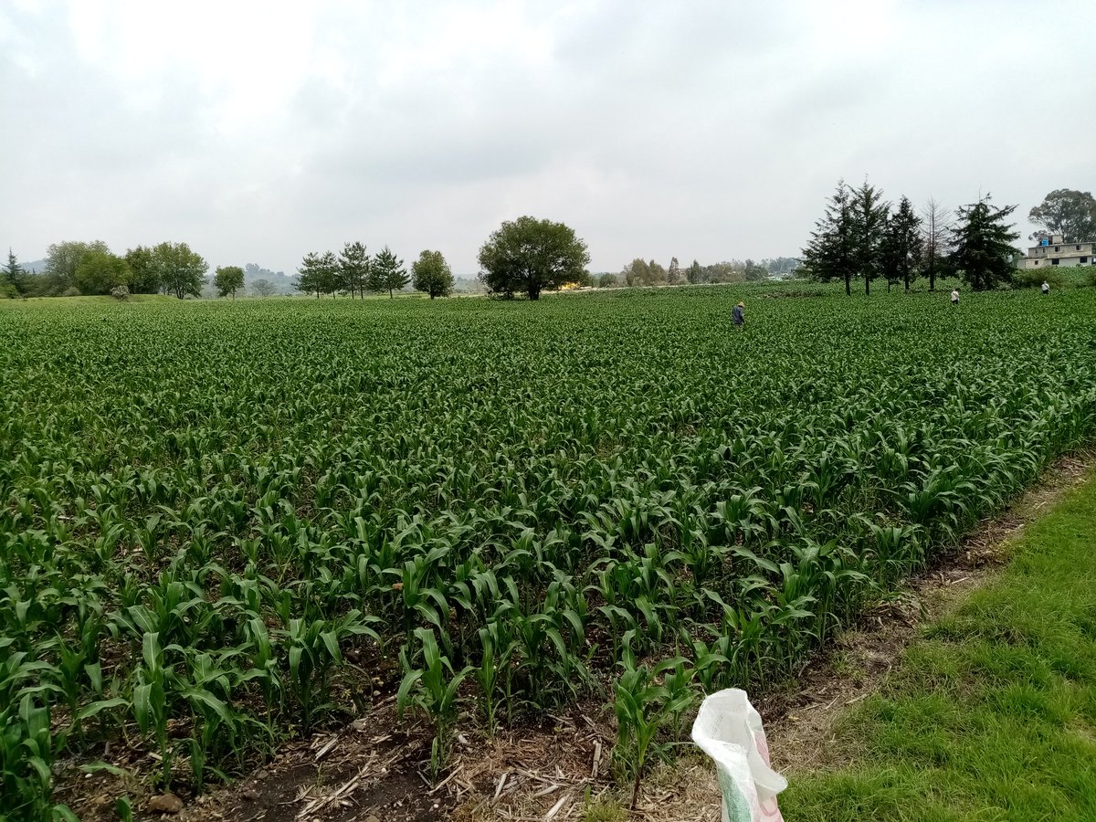 José Alfredo Estrada Alcala (JosAlfredoEstr7) Twitter