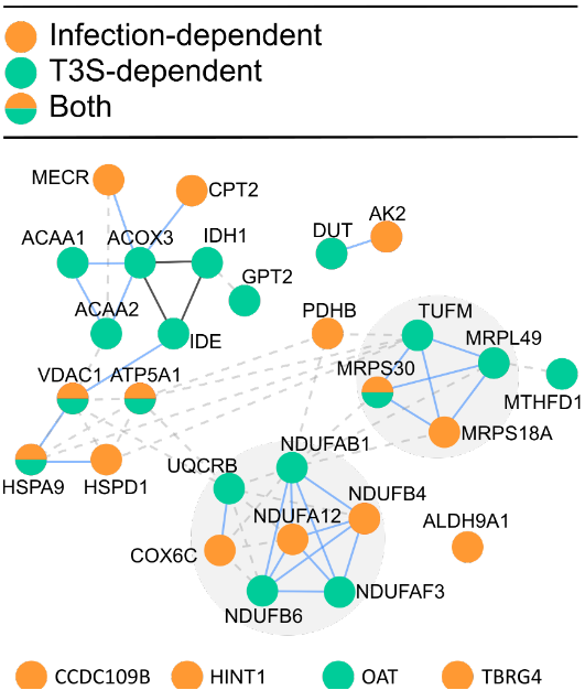 We found MANY differences across the entire human cell, including several changes in mitochondrial proteins (shown in red). Some were specifically mediated by the presence vs. absence of the T3SS (green). Some had not previously been observed (*).11/ https://msystems.asm.org/content/5/3/e00283-20