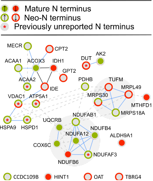 We found MANY differences across the entire human cell, including several changes in mitochondrial proteins (shown in red). Some were specifically mediated by the presence vs. absence of the T3SS (green). Some had not previously been observed (*).11/ https://msystems.asm.org/content/5/3/e00283-20