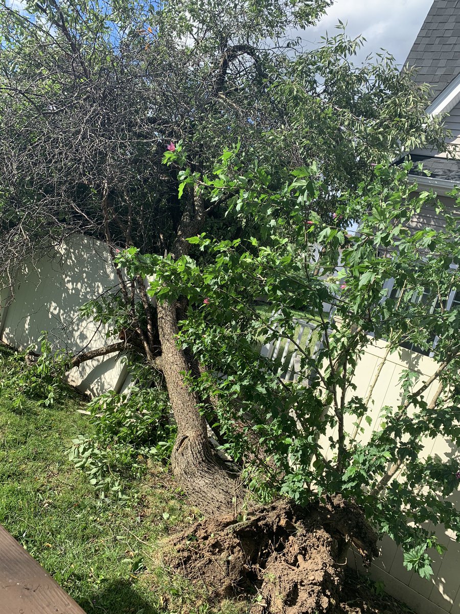 MsGoldsteinGeo's tweet photo. ...and now another tree #TropicalStormIsaias https://t.co/7oCqToyUOJ