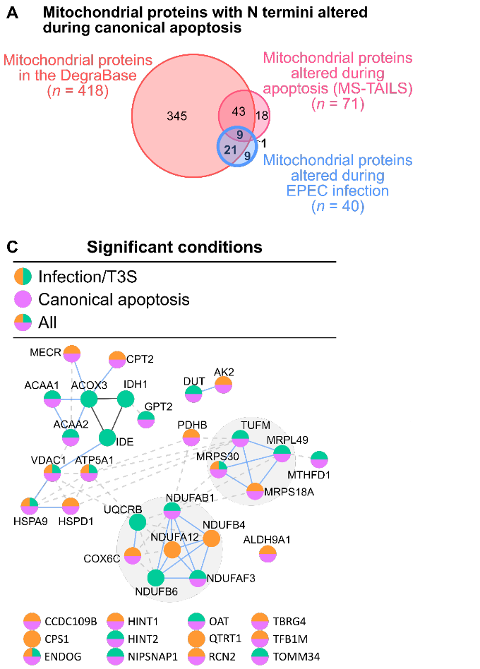 We were most interested in changes that had NOT been observed in our 1st study (apoptosis with NO infection). These are most likely to represent direct/indirect mechanisms of T3SS virulence factors (like EspZ!). 12/ https://msystems.asm.org/content/5/3/e00283-20 https://pubs.acs.org/doi/10.1021/acs.jproteome.8b00675