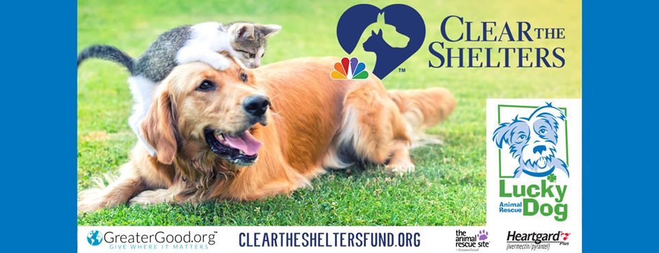 DCLuckyDog's tweet photo. GREAT NEWS! Lucky Dog Animal Rescue is participating in this year's #ClearTheShelters initiative, & every #donation we raise between now and August 9th will be #FULLYMATCHED! If you GIVE NOW at https://t.co/cGQbXAp9QE, you can help us save TWICE as many animals! #TuesdayThoughts https://t.co/0ySbkawV4E