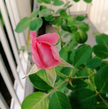 تويتر ちぃみな على تويتر 雨 水遣り無 1本だけ背が高い枝 2番目よりcm位高くて エネルギー独り占め感ある 黄変した下葉 主に出開き をプチプチ取ってたら 随分寂しくなった根元 最近摘蕾した箇所からはまだ芽は動かないので 今は株全体で2本だけの