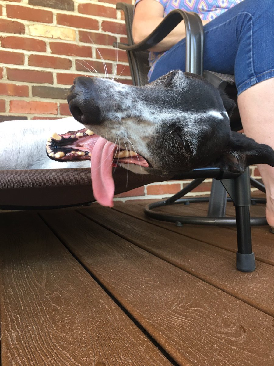 PoindexterPark's tweet photo. #TongueOutTuesday all day every day!!
#greyhound #dogtongue #dogyawn #tongueout #longtongue #puppydogeyes #greyhoundsoftwitter #dogsoftwitter #tongueouteveryday #sunsouttonguesout #greyhoundlove #dogface #goofyface #goofydog #sillydog #sillyface #makingfaces #dogsofvirginia https://t.co/71hybi6P5b