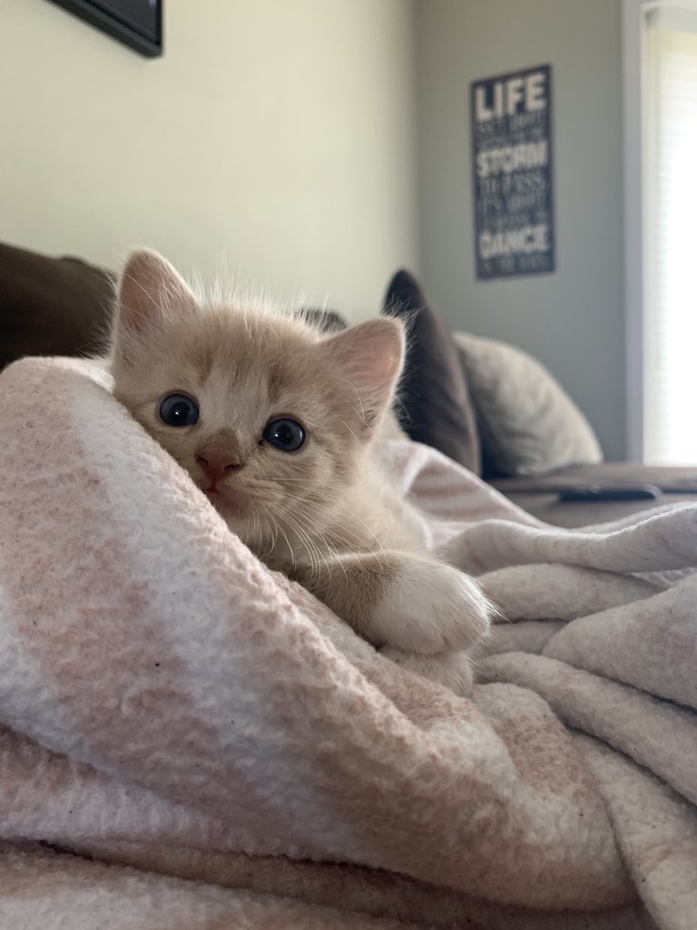 AllybeeT's tweet photo. #BREAKING I am now a cat mom 🥺❤️ https://t.co/gnqLwwaIge