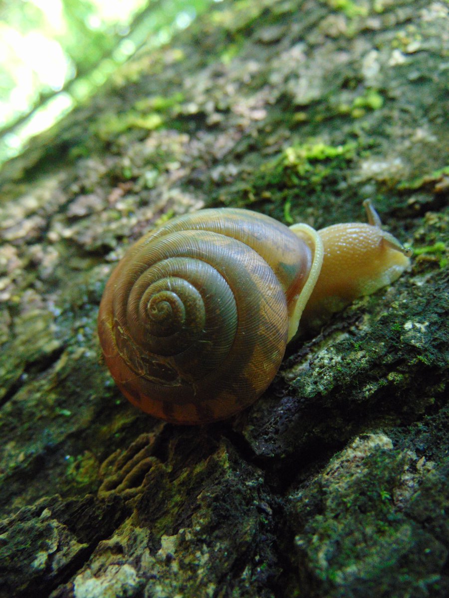 This one was racing along.And yes, that might be snail poop.I don't know.