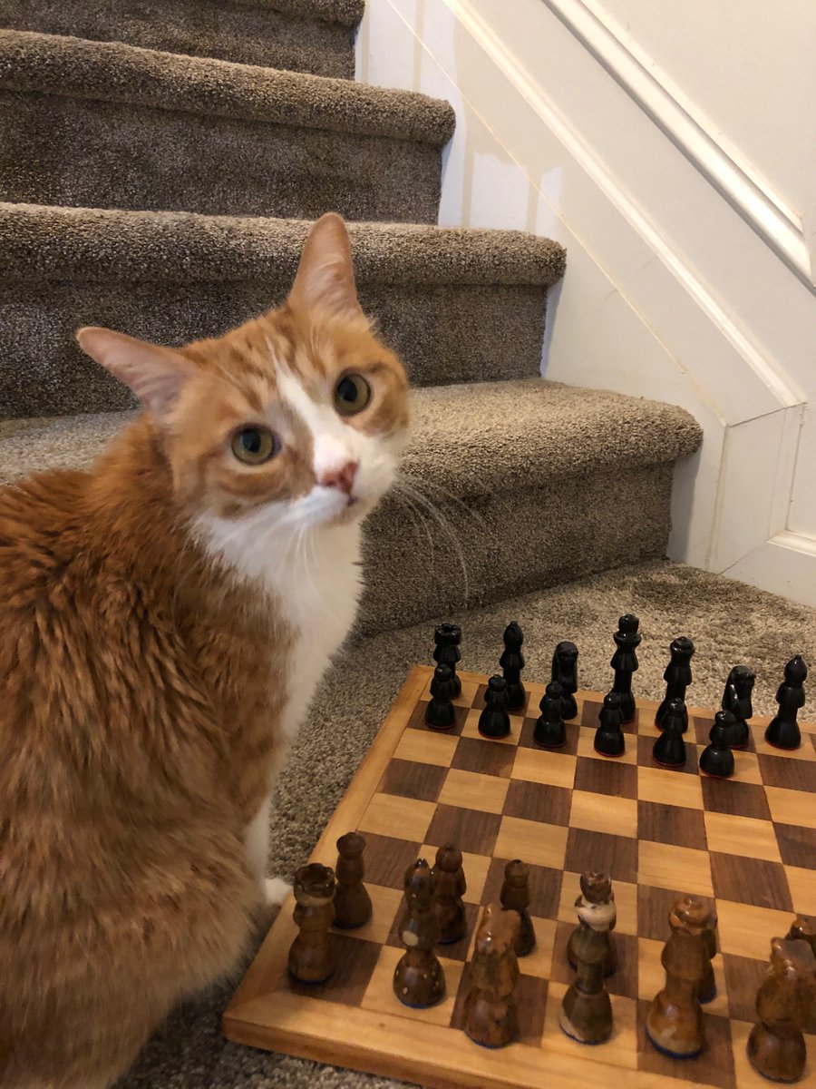 124pod's tweet image. Might have taken the week off not sure yet . I keep getting distracted with my cat to get materials together #HumpDay #lazy #CatsOfTwitter #Chess