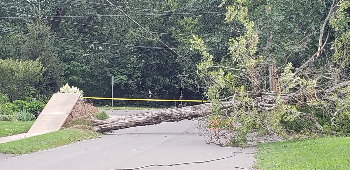 Tree falls in Hamden and takes up the sidewalk with it. No one hurt