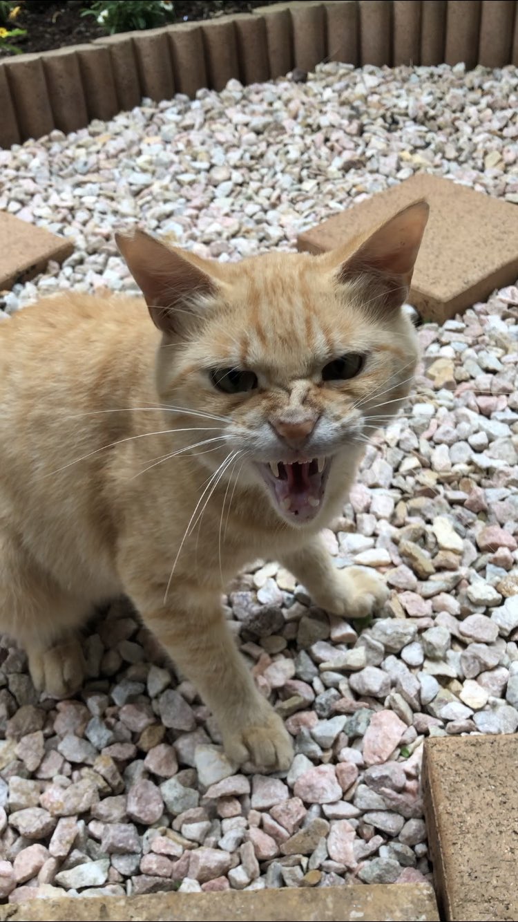 新手のツンデレ シャー のディスタンスが近い猫が話題 ねこちゃんホンポ