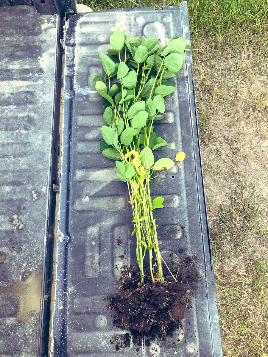 Araelya's tweet photo. Soybean nodules looking healthy, thanks to some help from Nodulator SCG and Nod Pro #soys #nitrogenfactories #nodulatorbrands #leghemoglobinforthewin https://t.co/pGl42MNbZP