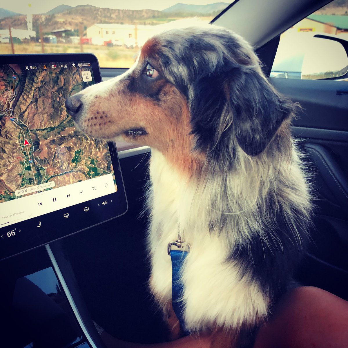jaminwestby's tweet photo. Meet our newest navigator, Blue the Aussie!
♥️ 🐕
#aussieshepard #model3 #tesla @28delayslater #newestfrunkpuppy #coloradotesla #mountaintesla https://t.co/zC1jerj55X