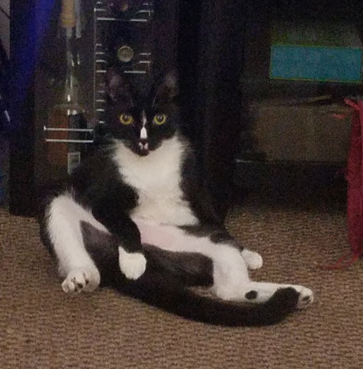 Jess_Haines's tweet photo. Boots has no shame. https://t.co/0W1c2Jczlk