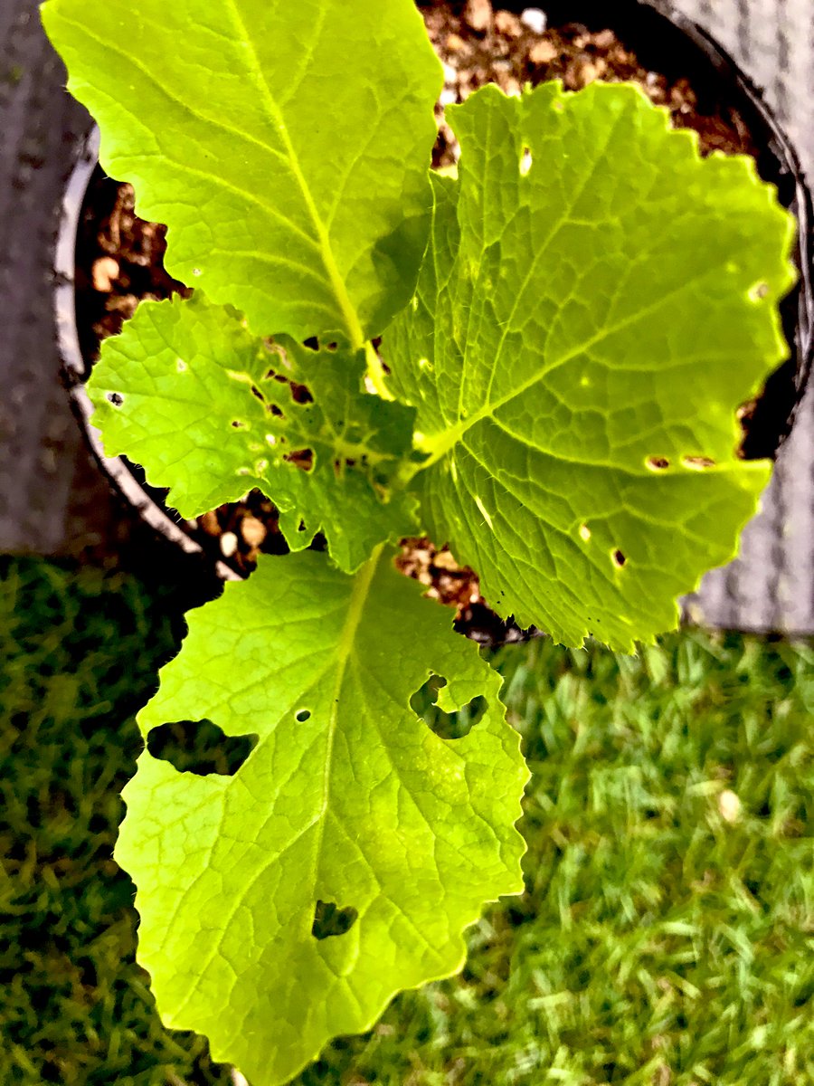 すずなり農園 育苗中の白菜が虫に喰われていました 小さな青虫が1匹だけいたんですが 他の青虫や卵は見つかりません ここは マンションのベランダ この子は一体どこからやってきたのでしょう とりあえず 虫かごに入れて 買ってきたレタスをあげました すずなり農園 育苗中の白菜が虫に喰われていました 小さな青虫が1匹だけいたんですが 他の青虫や卵は見つかりません ここは マンションのベランダ この子は一体どこからやってきたのでしょう とりあえず 虫かごに入れて 買ってきたレタスをあげました