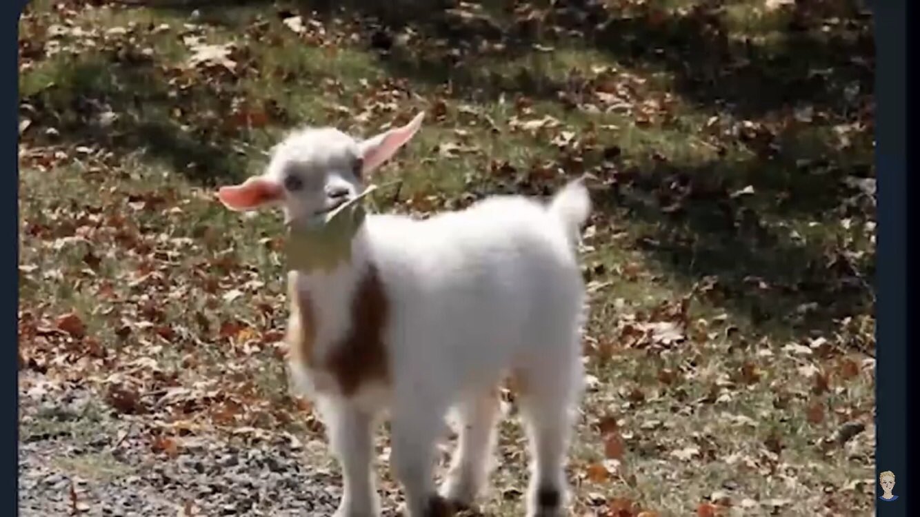 19 Dollar Fortnite Card Coolguy Twitter