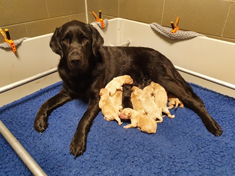 Helen (Black Lab X Golden Retriever) gave birth to 11 pups on 2 August 2020. 
The litter consists of 
6 yellow females
3 yellow males 
1 black female
1 black male
They were sired by Willard (Yellow Lab X Golden Retriever)
Helen is a first time mother and all are doing great!