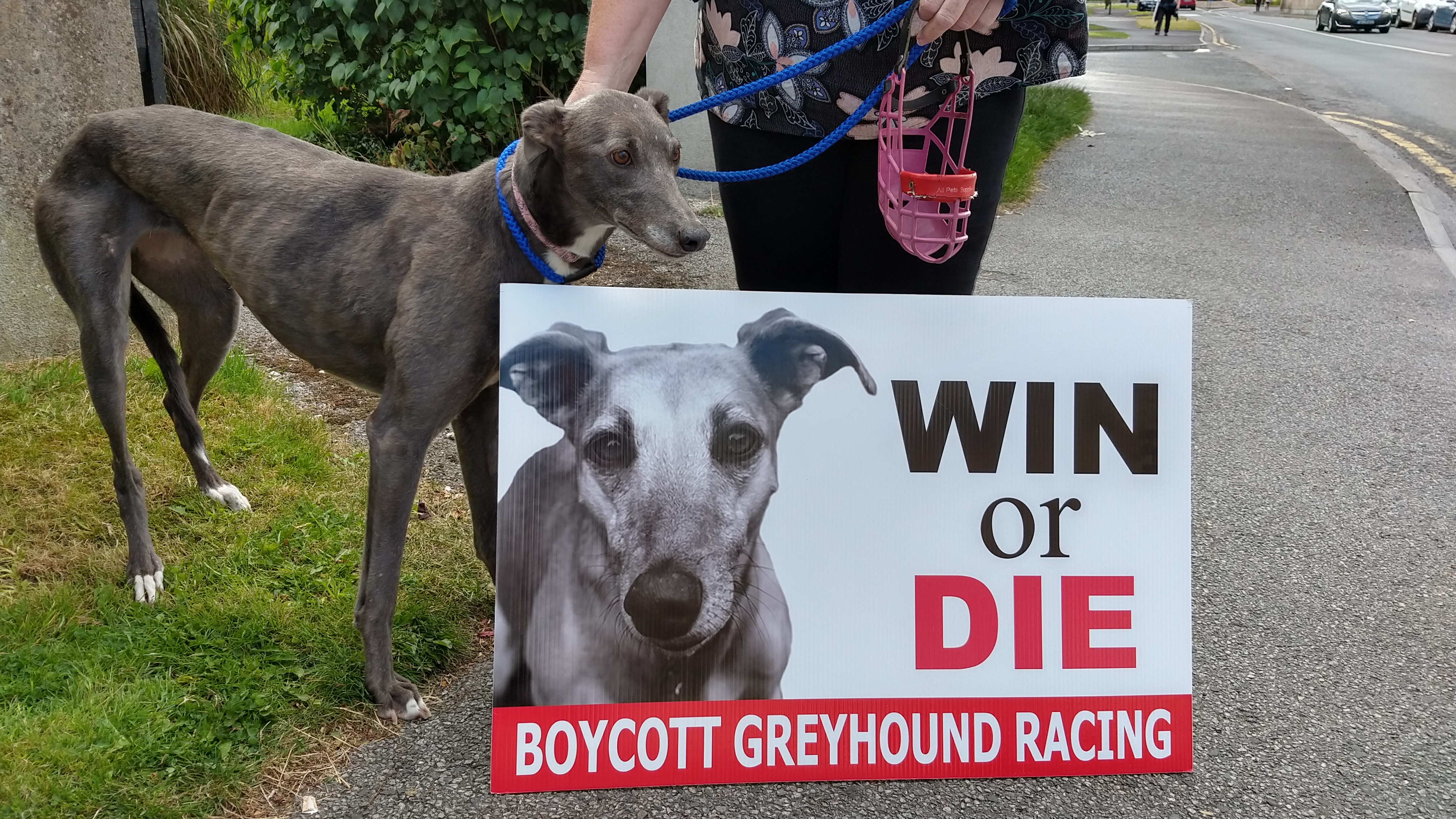Rte investigates sale greyhounds