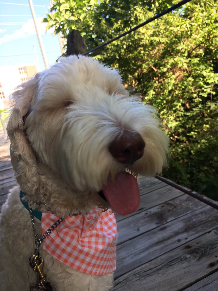 CanineChloeCo's tweet photo. Orange ya glad to see me??? 😂🍊
#orangeyaglad #bandana #dogbandana #chloe #doodle #doodlesofinstagram #labradoodle #labradoodlesofinstagram #doodlesofinsta #f1b #f1blabradoodle https://t.co/wSH9tkkelz