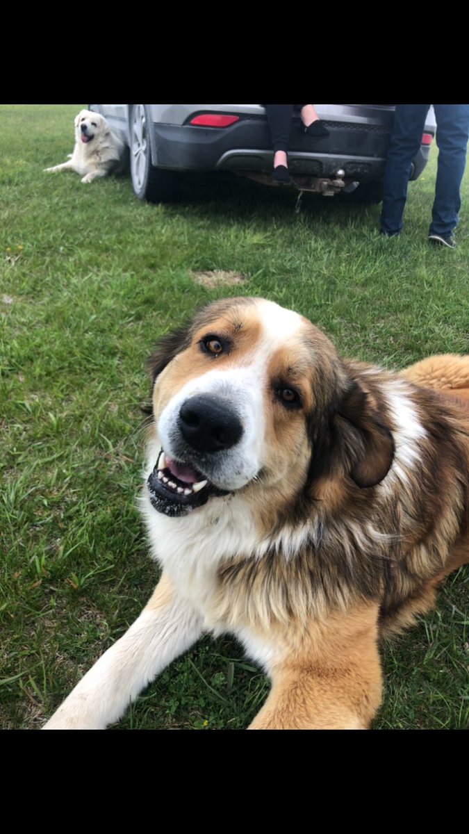 skdmbradley1's tweet photo. Missing dog in Otonabee, South Monaghan, Keene area. Near Heritage Line. Please message me if you see him. ⁦@Ptbo_Canada⁩ ⁦@PTBOcom⁩ https://t.co/Fpu2fayDak