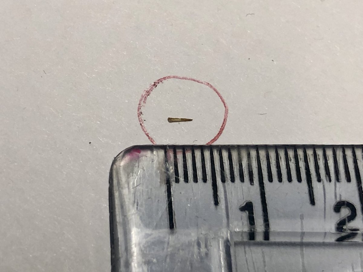 Bastard pyrocantha buried a tiny piece of thorn deep in the callus of my index finger, left hand. Exactly where you don't want it, if playing guitar. Hurt like hell! Now - hours later - managed to remove the bugger with a needle and tweezers. No wonder it hurt - it's 3mm long!