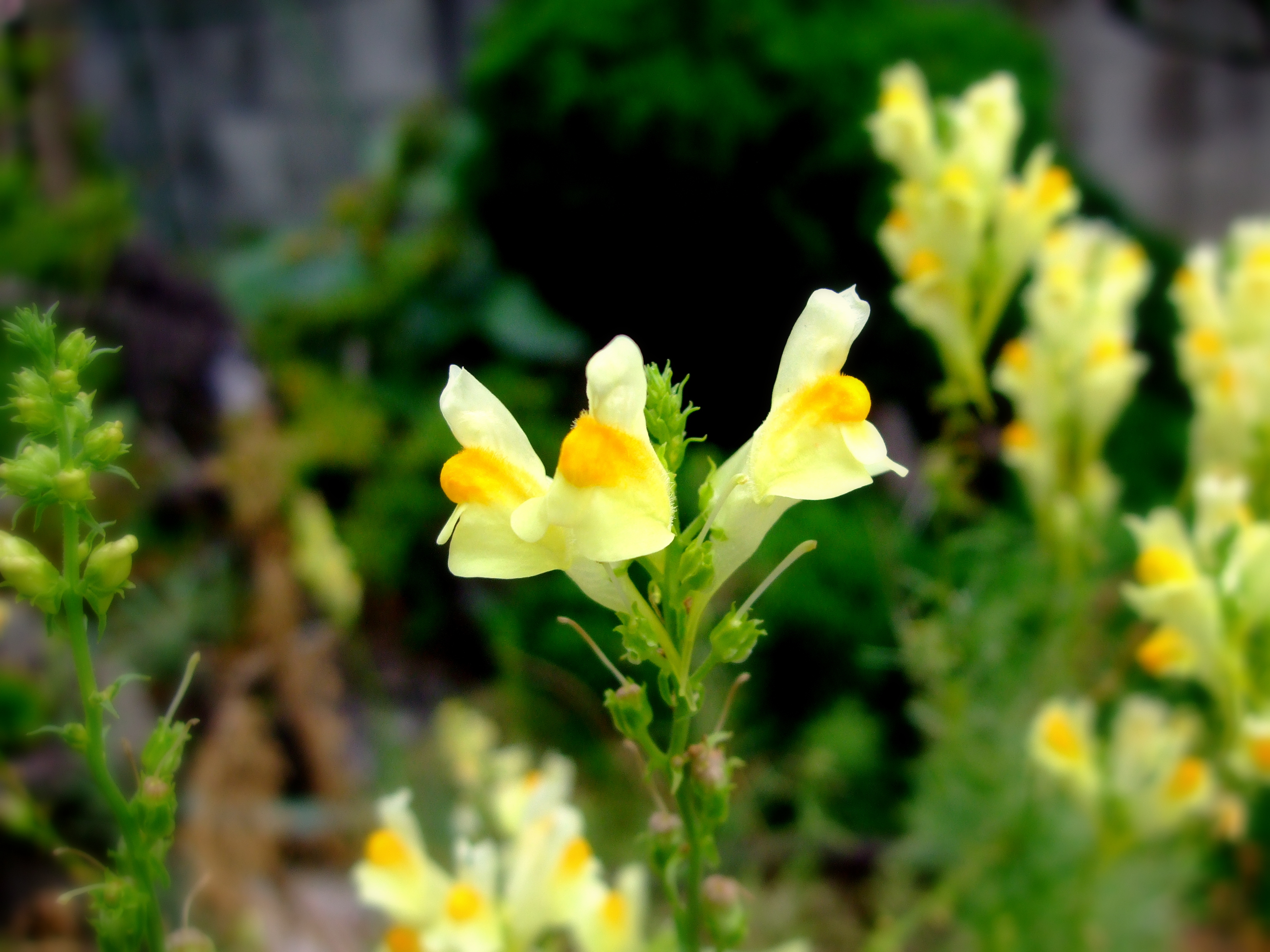 ホソバウンラン Twitter Search Twitter