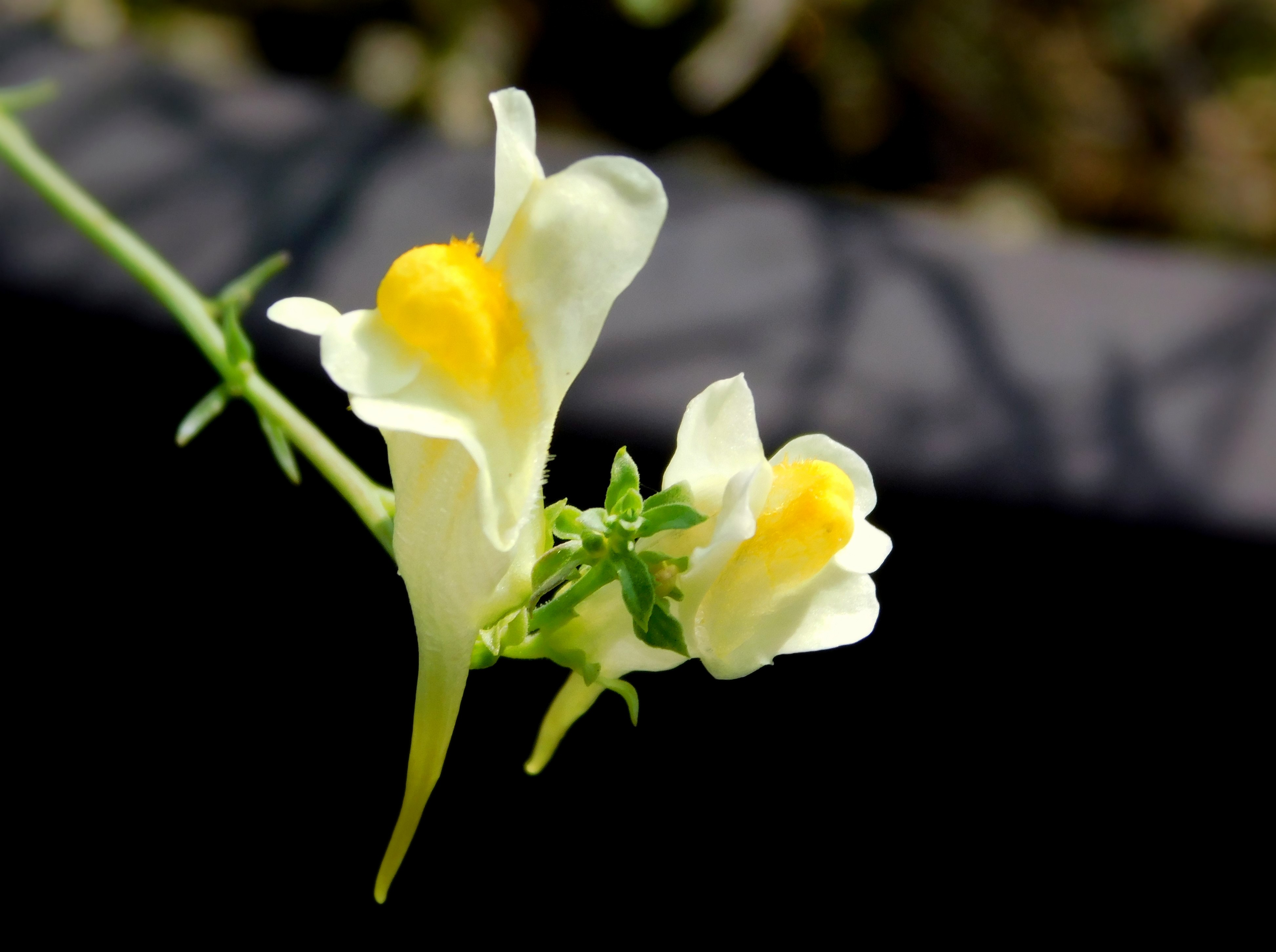 ホソバウンラン Twitter Search Twitter