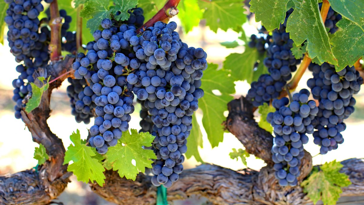 ShaferVineyards's tweet photo. Vintage 2020 is on track to produce some beautiful Napa Valley Cabernet! #hillsideselect https://t.co/SyOkTXYb3G