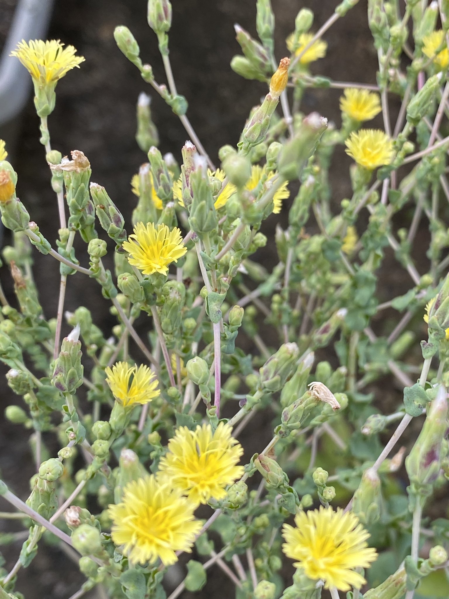 ｻﾆｰﾚﾀｽの花 Twitter Search Twitter