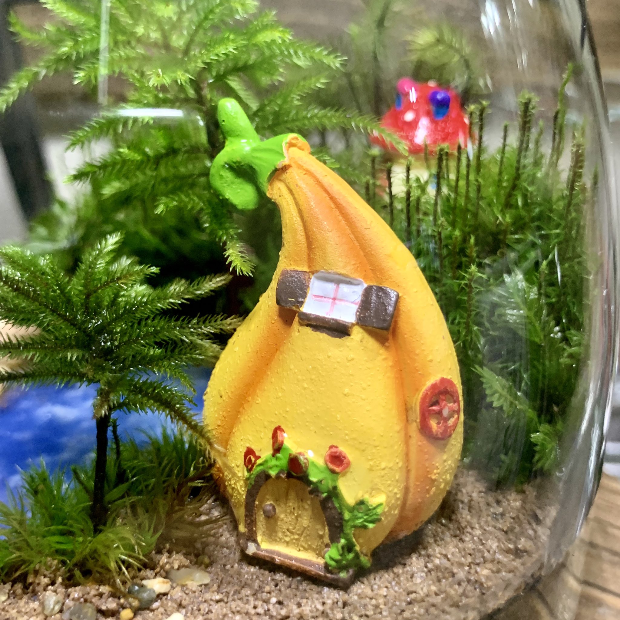 Theonlyone Bottleterrarium オーダーいただいてから3ヶ月経過した苔テラリウム 準備ができたそうなので発送前にメンテナンスしました 不定期ですがインスタライブで苔テラリウムの作り方も説明しているので 興味がある方はフォローして見にきていただけ Theonlyone Bottleterrarium オーダーいただいてから3ヶ月経過した苔テラリウム 準備ができたそうなので発送前にメンテナンスしました 不定期ですがインスタライブで苔テラリウムの作り方も説明しているので 興味がある方はフォローして見にきていただけ