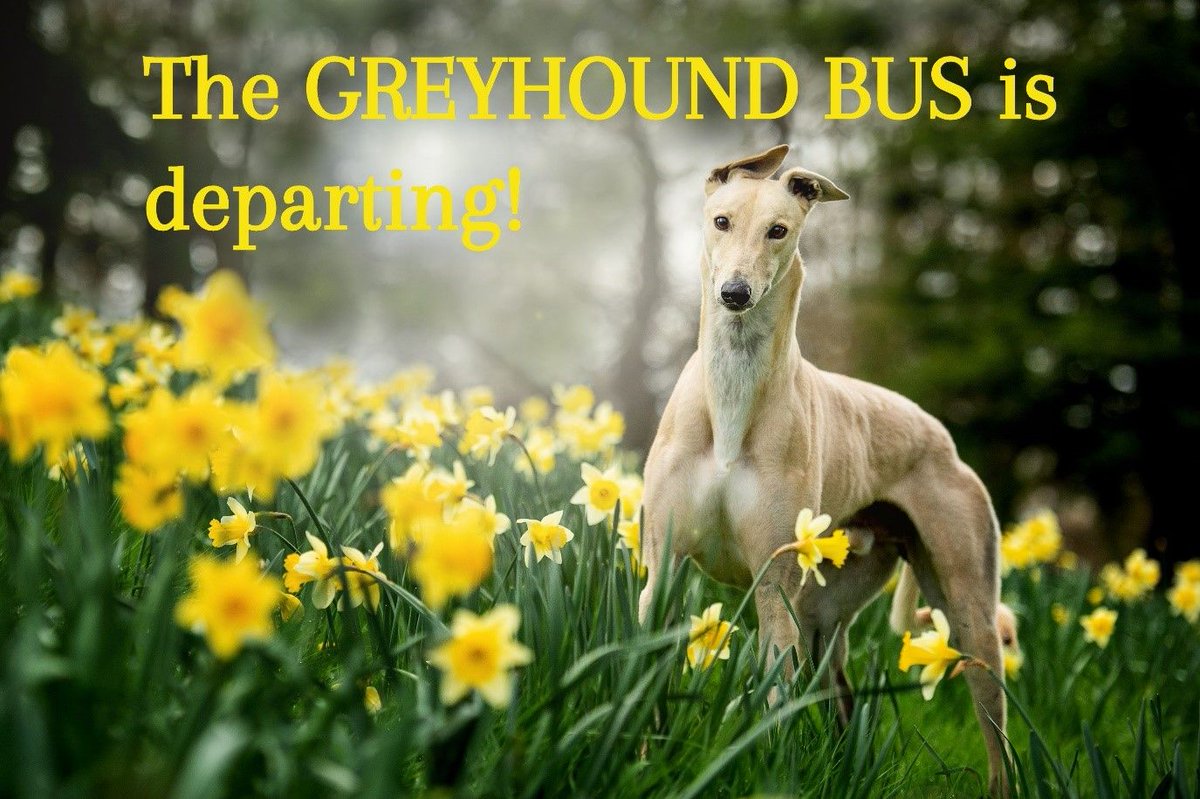 GAP_VIC's tweet photo. 📢 All aboard! 🚐 Busloads of adorable greyhounds will be heading to Melbourne throughout #Stage4 restrictions as GAP undertakes contact-free 🛒 home delivery.

DETAILS 👉 https://t.co/TWbsGFPAsb | #GreyhoundsMakeGreatPets https://t.co/mHCr2ZXRnP