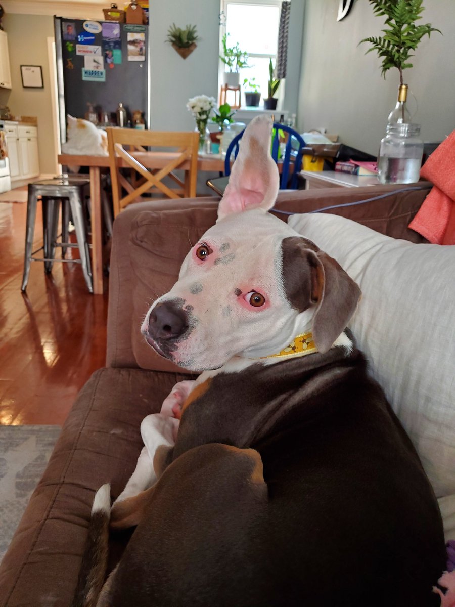 distefano0529's tweet photo. @TKoppe22 @darth From one spotted snoot to another,  Sophia wishes you a speedy recovery https://t.co/lLWCgWny5R