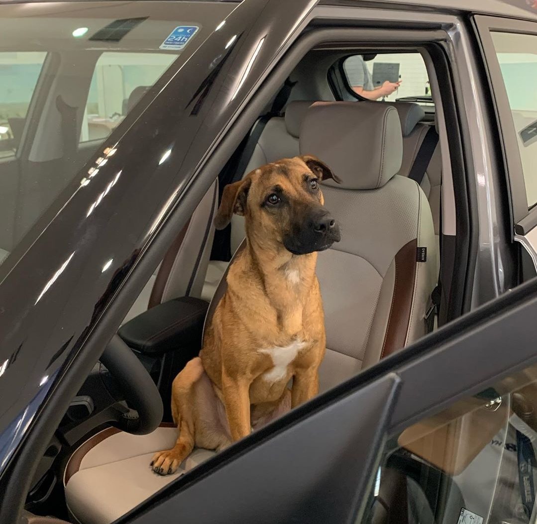 AnimalParaiso's tweet photo. El mejor empleado de Hyundai Brasil, y es un perrito rescatado y adoptado por ellos. ❤️ 🐕🏅 https://t.co/jgdTqD89nv