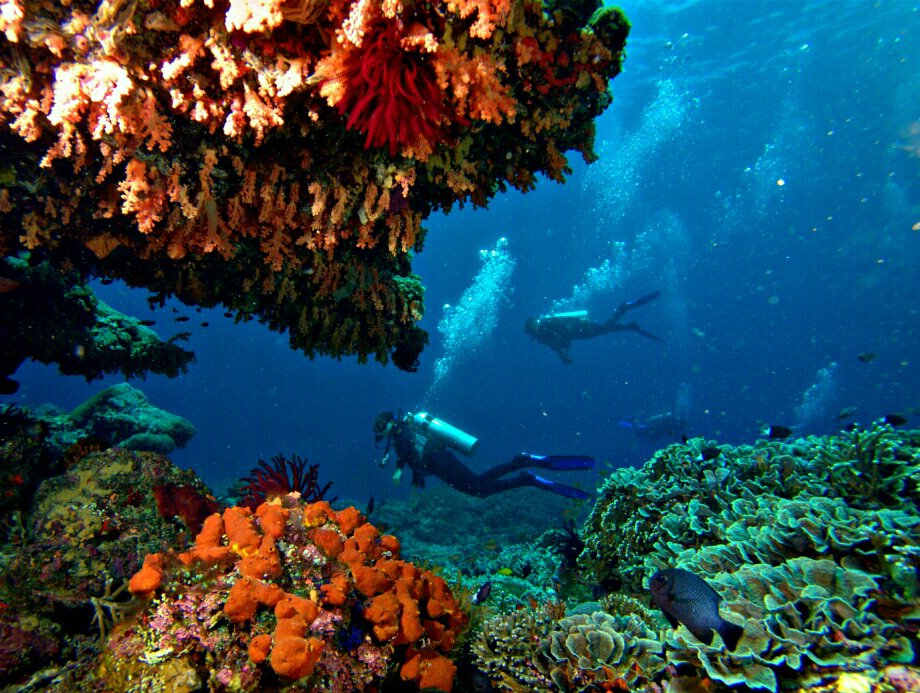 The rich colourful corals of Nusa Penida and Lembongan are something not to be missed! Check out twinislanddive.com to booking your diving holiday! #Travel #Lembongan #Penida #NusaIslands #DivingTravel #Adventure #Explore #Booking #Holiday #Colourful #Coral