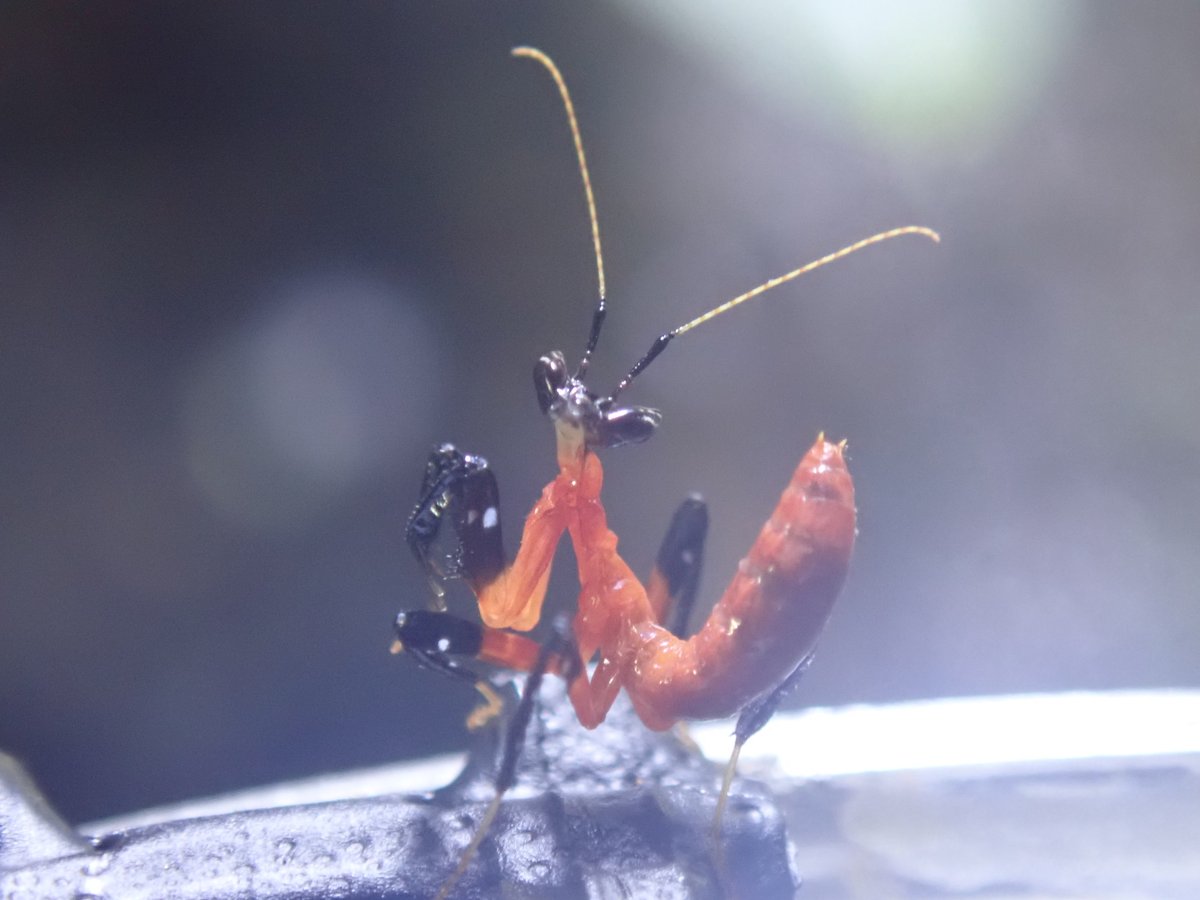 カマキリ 飼い 方