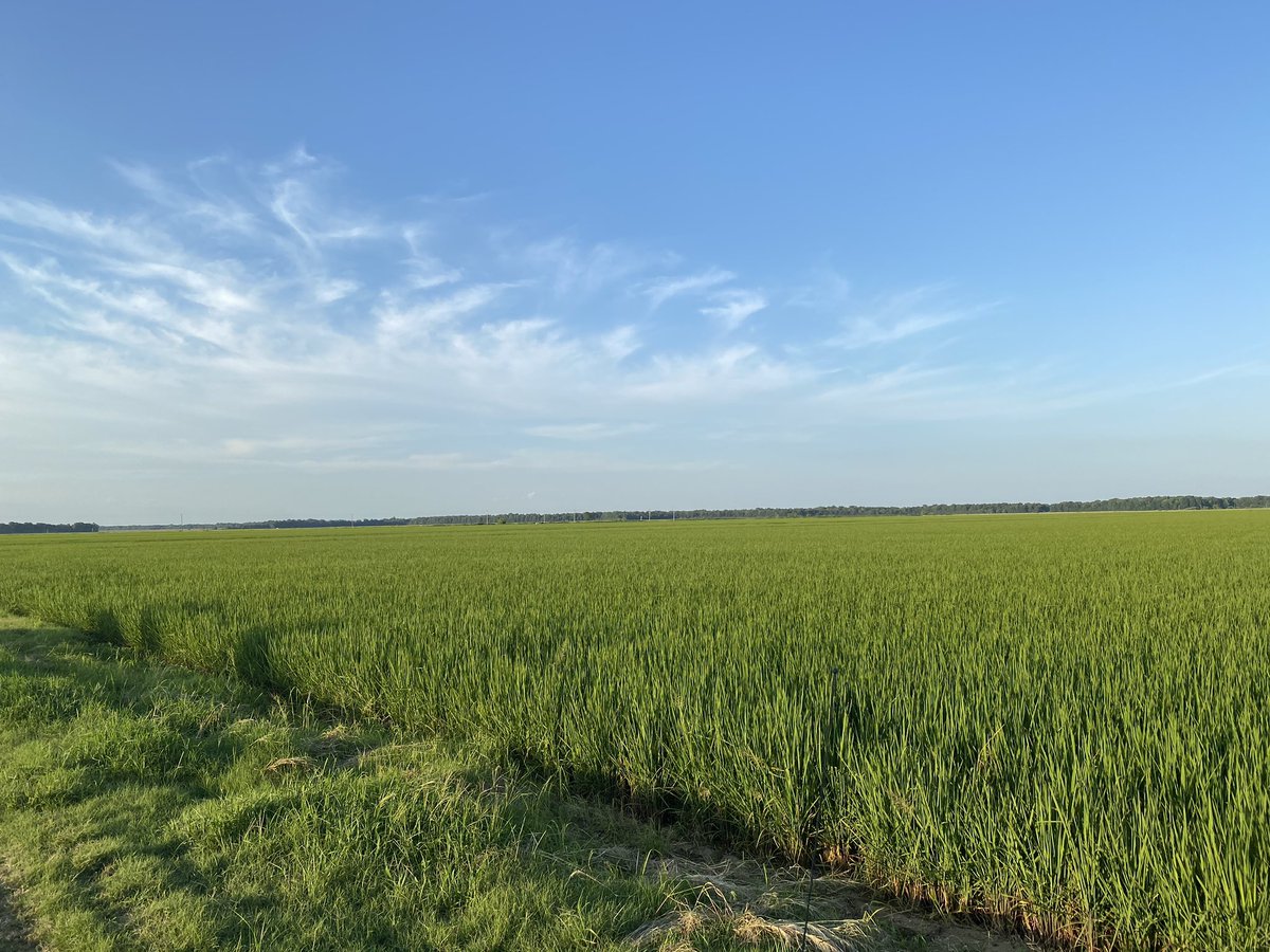 dylansecrease91's tweet image. #ricetec XP753 finally starting to push some heads out in Woodruff County