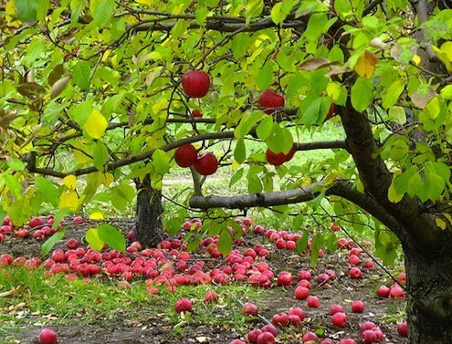 Wisdom of children & apple trees 