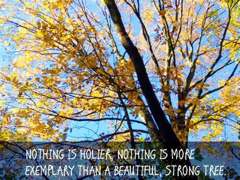 Nothing is holier, nothing is more exemplary than a beautiful, strong tree  —Hermann Hesse