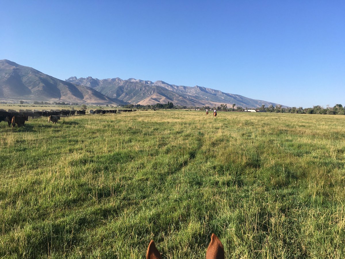 Cowjon's tweet image. The lines of battle were formed but fortunately, no broadsides exchanged.